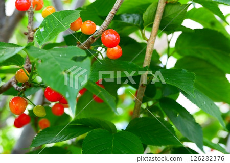 樹枝上新鮮紅櫻桃的照片 126282376