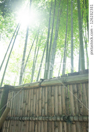 竹籬笆和陽光穿過竹林的照片 126282381