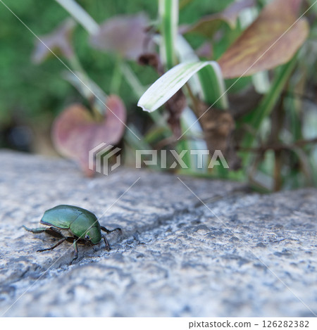 A photo of a blue-and-white flycatcher stuck in a ditch on the edge of a stone in a garden. A photo of a blue-and-white flycatcher stuck in a ditch on the edge of a stone in a garden. 126282382