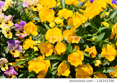Colorful pansy flowers Colorful pansy flowers 126282396