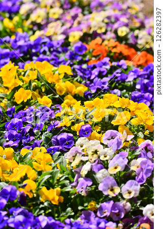 Colorful pansy flowers Colorful pansy flowers 126282397