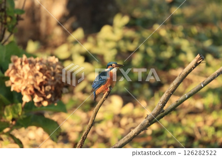 A kingfisher resting on a withered hydrangea A kingfisher resting on a withered hydrangea 126282522