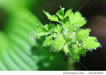 Water droplets from the water holes in the leaves 126282645