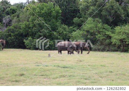 Elephants in Kaudala National Park [Sri Lanka] 126282802