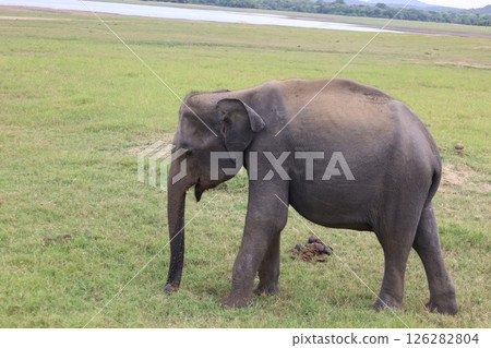 Elephants in Kaudala National Park [Sri Lanka] 126282804