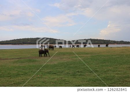 Elephants in Kaudala National Park [Sri Lanka] 126282841