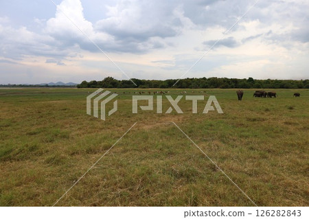 Herd of animals [Sri Lanka/Kaudara National Park] 126282843