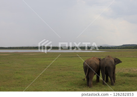 Friendly Elephants [Sri Lanka/Kaudara National Park] 126282853