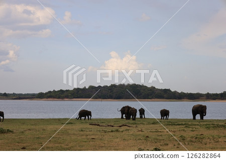 Elephants in Kaudala National Park [Sri Lanka] 126282864