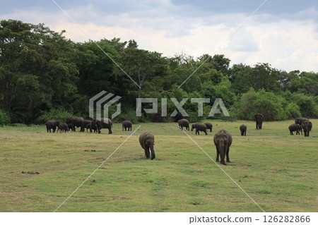 Elephants in Kaudala National Park [Sri Lanka] 126282866