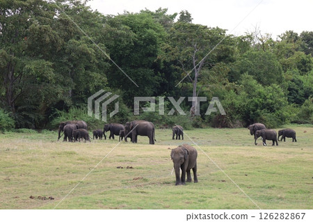Elephants in Kaudala National Park [Sri Lanka] 126282867