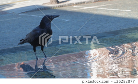 Crow and the water surface 126282877