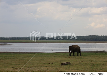 Elephants in Kaudala National Park [Sri Lanka] 126282888