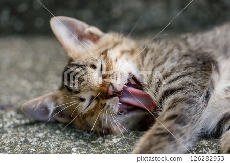 Yawning kitten showing tiny teeth, mid-stretch Yawning kitten showing tiny teeth, mid-stretch 126282953