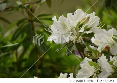 白杜鵑花 126282965