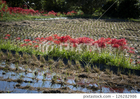 A cluster amaryllis that blooms in a rice field 126282986