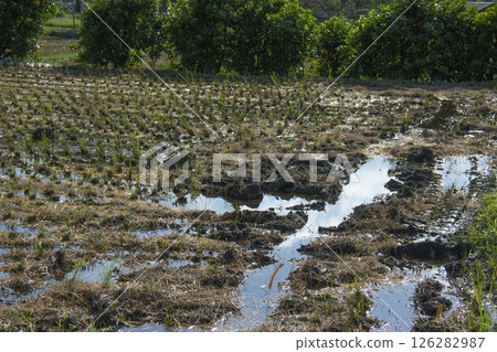 Flooded rice fields Flooded rice fields 126282987