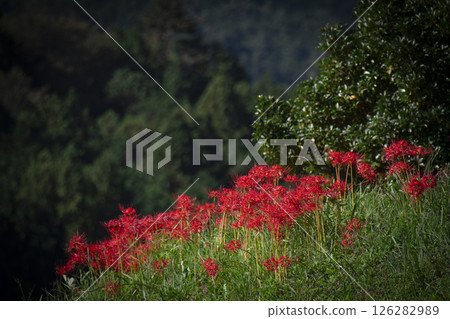 Red pine needle Red pine needle 126282989