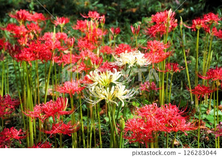 Cluster amaryllis 126283044