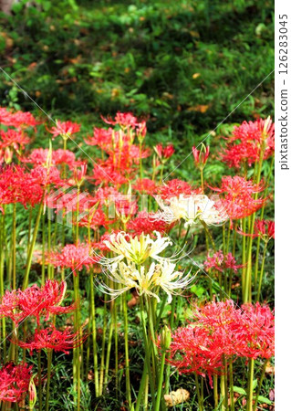 Cluster amaryllis 126283045