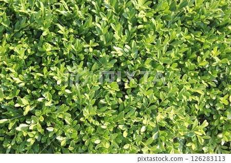 Young leaves of the Enkianthus campanulatus growing in a field Young leaves of the Enkianthus campanulatus growing in a field 126283113