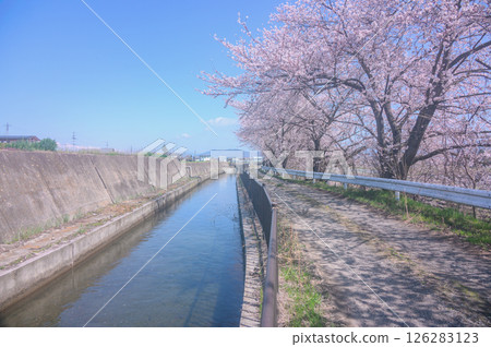 矢原堰沿岸的櫻花樹 [安曇野市] 126283123