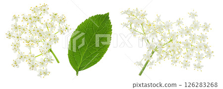 Elderberry flower or Sambucus nigra isolated on a white background. Elderberry flower or Sambucus nigra isolated on a white background. 126283268