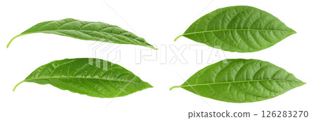 Leaf of avocado isolated on white background. Top view. Flat lay 126283270