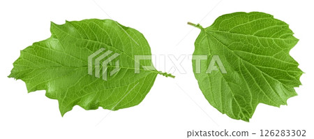 Green Viburnum leaf isolated on white background 126283302