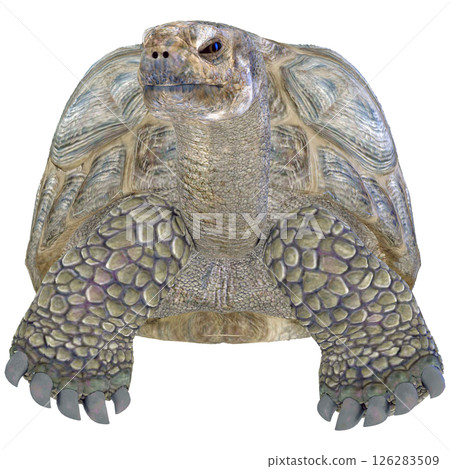 Giant tortoise 126283509
