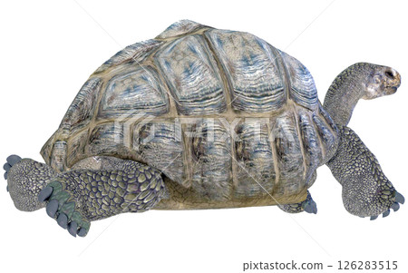 Giant tortoise 126283515