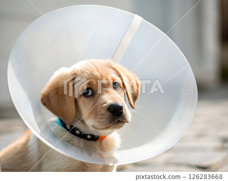 golden retriever puppy wearing protective veterinary cone collar after medical procedure, representing post surgery pet care and animal health protection 126283668