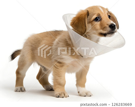 golden retriever puppy wearing protective veterinary cone collar after medical procedure, representing post surgery pet care and animal health protection 126283669
