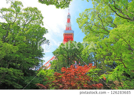 從東京港區紅葉谷眺望的東京鐵塔 126283685