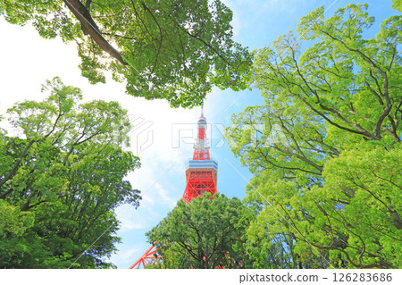 View of Tokyo Tower from Momiji Valley, Minato Ward, Tokyo 126283686