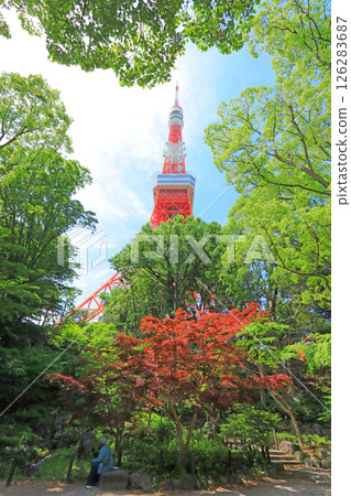 View of Tokyo Tower from Momiji Valley, Minato Ward, Tokyo 126283687