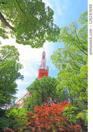 從東京港區紅葉谷眺望的東京鐵塔 126283688