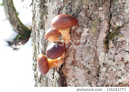 Nameko (Shimohama Hatta, Akita City, 25/1/7) Nameko (Shimohama Hatta, Akita City, 25/1/7) 126283771