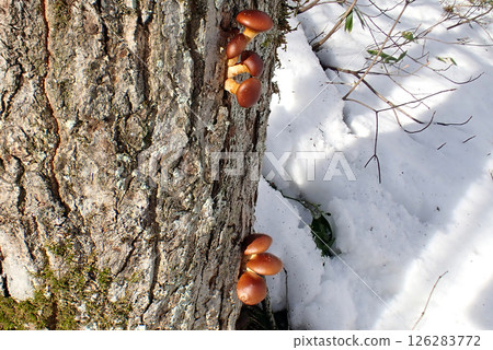 Nameko (Shimohama Hatta, Akita City, 25/1/7) 126283772