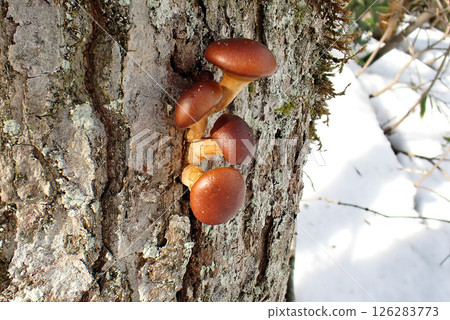 Nameko (Shimohama Hatta, Akita City, 25/1/7) 126283773