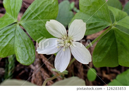 串珠酢漿草(250509,由利本莊市東百合八城山麓) 串珠酢漿草(250509,由利本莊市東百合八城山麓) 126283853