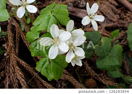 串珠酢漿草（250509，由利本莊市東百合八城山麓） 126283854