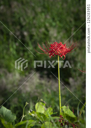 A cluster amaryllis 126283951