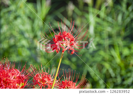 開花在秋天領域的簇孤挺花 開花在秋天領域的簇孤挺花 126283952