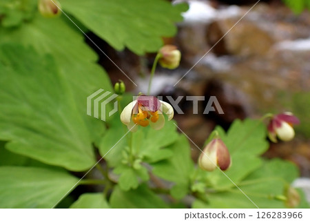 東白斑雪花蓮（250509，利本莊市東由利八潮山麓） 126283966
