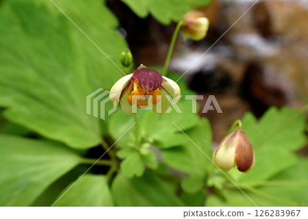 Azuma white-spotted snowdrop (250509, at the foot of Mt. Yashio, Higashi-Yuri, Yurihonjo City) 126283967