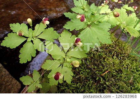 Azuma white-spotted snowdrop (250509, at the foot of Mt. Yashio, Higashi-Yuri, Yurihonjo City) 126283968