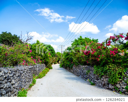 Bougainvillea blooms on Taketomi Island (Taketomi Town, Okinawa Prefecture) 126284021