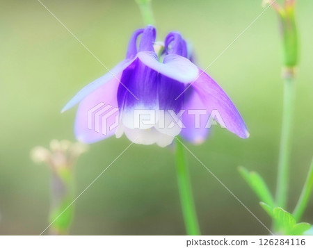 Odamaki blooming in the garden 126284116