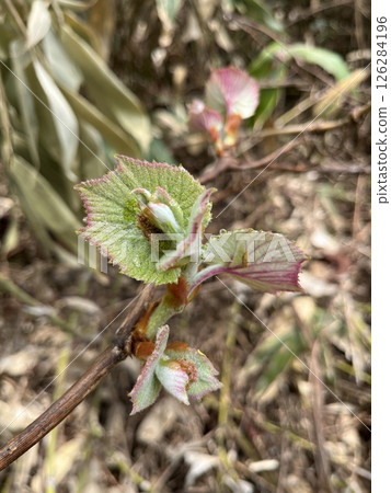 A sprout of mountain grapes 126284196